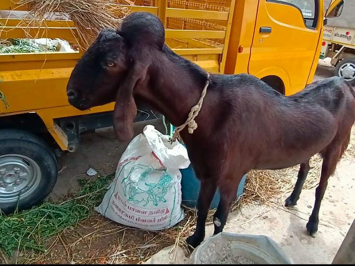 கரூர்: பக்ரீத் பண்டிகை முன்னிட்டு  பள்ளப்பட்டியில்  களைகட்டிய  ஆட்டுச் சந்தை - ரூ. 50 லட்சத்துக்கு மேல் ஆடுகள் விற்பனை