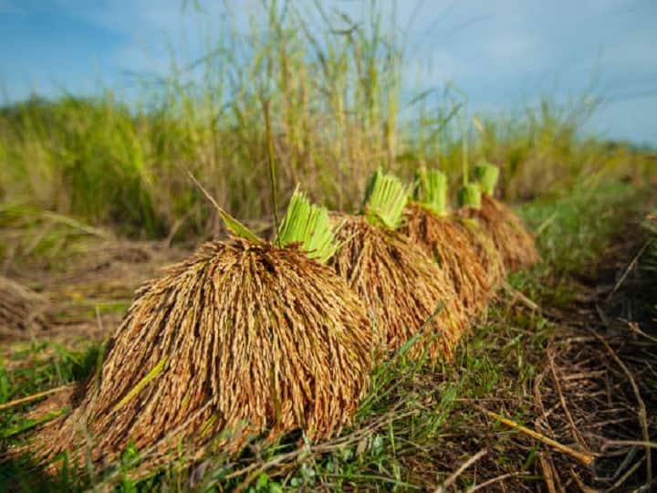 Paddy Cultivation: पूरी दुनिया में फैली धान की 5 किस्मों की खुशबू, खेतों में लगाकर कमायें बंपर मुनाफा