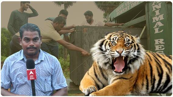 Bengal Tiger Fear Continues | Cages Set: పెద్దపులిని పట్టుకునేందుకు ఏర్పాట్లు పూర్తి చేసిన అధికారులు