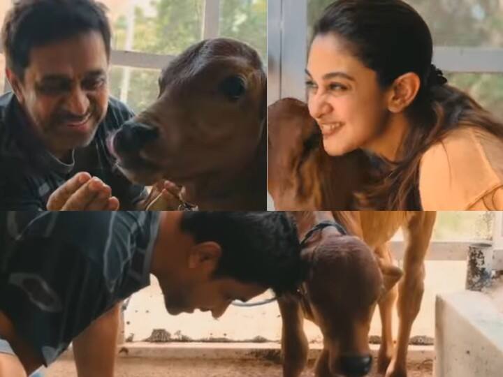 actor arjun plays with a cow along with his daughters video goes viral Video Viral : ”எங்களுக்கு இதுதான் செல்லம்..” : கன்றுக்குட்டிகள் வளர்க்கும் அர்ஜூன், மகள் ஐஷ்வர்யா.. ஹிட் அடித்த வீடியோ!