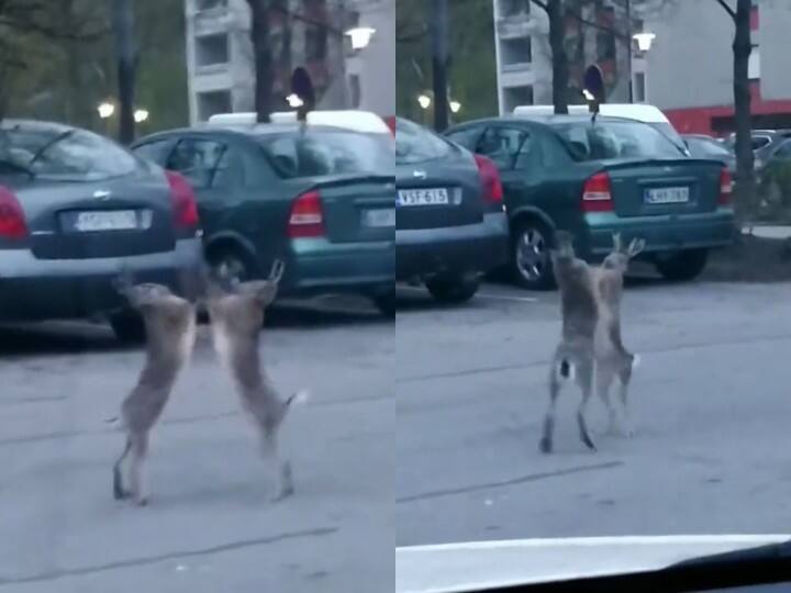 hares fight in the middle of the street left internet amused Watch Video: வேடிக்கைன்னா என்னன்னு தெரியுமா? தெருச்சண்டை போட்ட காட்டு முயல்கள்...வைரலான வீடியோ!