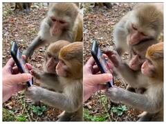 Watch: स्मार्ट फोन पर फोटो देखते ये बंदर भी हैं स्मार्ट, वीडियो देख आप भी यही कहेंगे