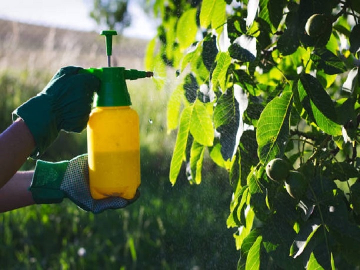 Organic Pesticide: फसल के आस-पास भी नहीं फटकेंगे कीड़े-मकौड़े, घर पर सस्ते दाम में बनायें जैविक कीटनाशक