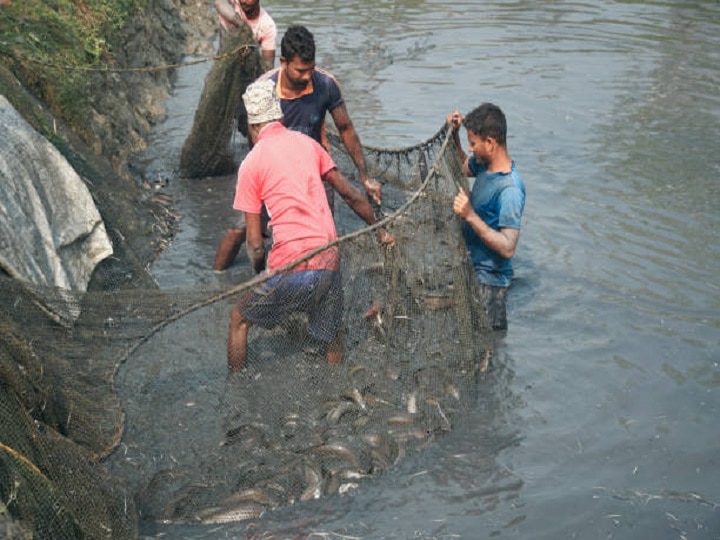 Fish Farming Advisory: मछली किसान हो जायें सावधान, मछलियों के तालाब में शुरु करें ये जरूरी काम