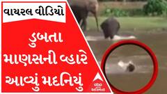 પાણીમાં ડુબતા વ્યક્તિને જોઈને મદનિયાએ મૂકી દોટ, જુઓ મદનિયાએ કર્યું માણસનું રેસક્યુ