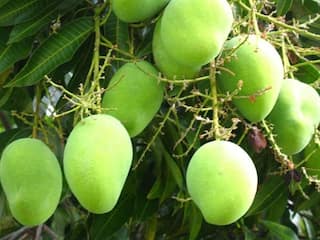 பெரியகுளம் மாங்காய் வரலாறு காணாத விலை வீழ்ச்சி; விவசாயிகளும், வியாபாரிகளும் கவலை