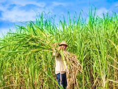 Sugarcane: डबल उत्पादन और तीन गुना पैसा देगी गन्ना की फसल, इस तकनीक से करें खेती