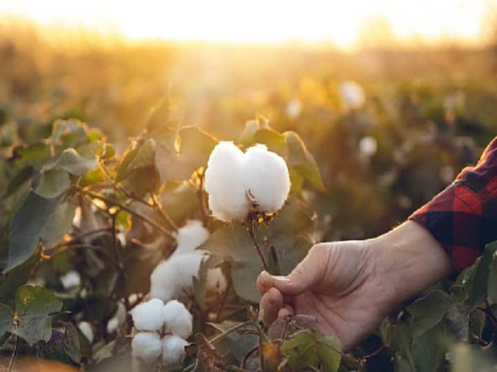 Cotton purchase slows down in Gujarat due to assembly elections, cotton prices fall in Maharashtra  Cotton Price : निवडणुकीमुळं गुजरातमध्ये कापसाची खरेदी मंदावली, महाराष्ट्रात दरात घसरण, नंदूरबारमध्ये शेतकऱ्यांकडून विक्री बंद  