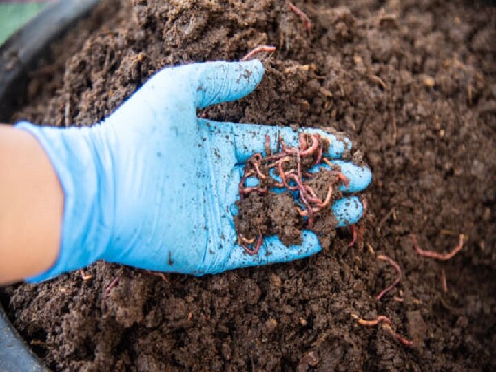 Organic Fertilizer: ना पैसों का खर्च, ना कैमिकल का स्प्रे, फसल का उत्पादन बढ़ायेंगे ये 5 देसी नुस्खे