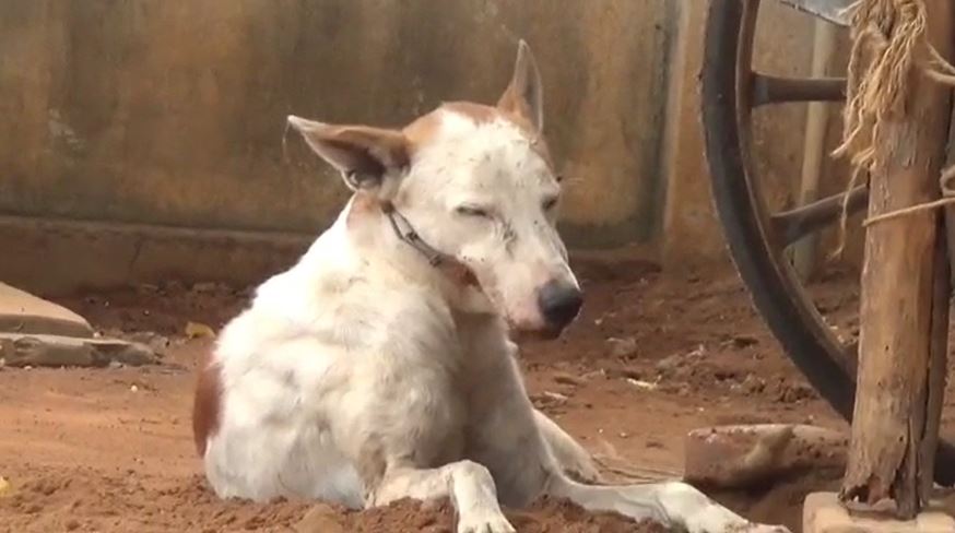 Tuticorin: வாயில் சங்கிலி பூட்டு.. சாப்பாடு தண்ணி இல்லாமல் தவித்த நாய்.. போராடி காப்பாற்றிய காவல்துறை..!