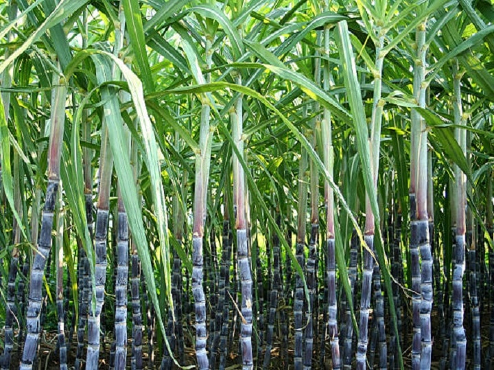 Sugarcane Farming: बरसात में कहीं बह न जाये गन्ने की मिठास, इस तरीके से करें पछेती फसल की देखभाल
