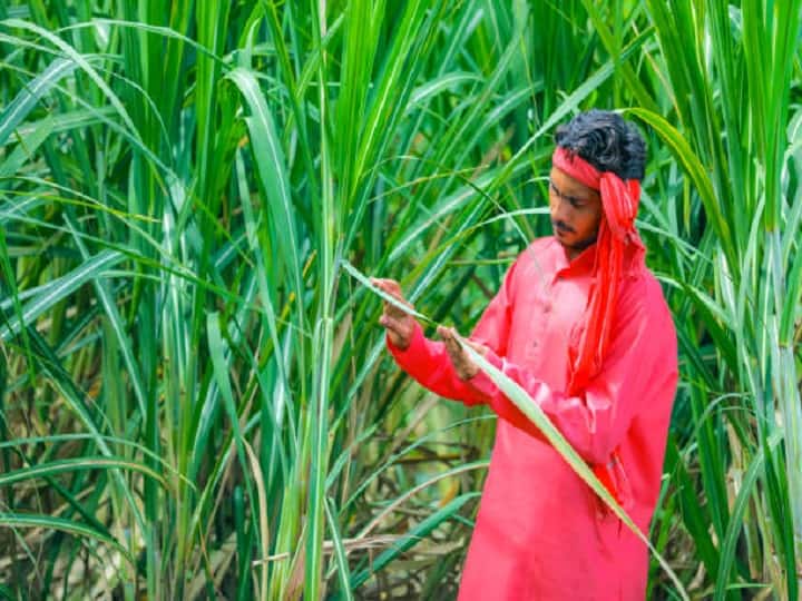 Crop Management in Rainy monsoon season to maintain sweetness of sugarcane Sugarcane Farming: बरसात में कहीं बह न जाये गन्ने की मिठास, इस तरीके से करें पछेती फसल की देखभाल