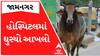 Jamnagar: રસ્તે રઝળતા પશુઓ હવે પહોંચ્યા હોસ્પિટલમાં પણ, જીજી હોસ્પિટલમાં અચાનક ઘુસ્યો આખલો