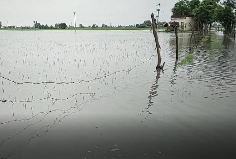 Punjab News: Thousands of Acres of Crops were Submerged in Floods in About Half a Dozen Villages in Nabha Constituency ਨਾਭਾ ਹਲਕੇ  'ਚ ਹਰ ਸਾਲ ਆਫਤ ਬਣ ਜਾਂਦਾ ਮੀਂਹ, ਅੱਧੀ ਦਰਜਨ ਪਿੰਡਾਂ ਵਿੱਚ ਹੜ੍ਹ ਵਰਗੀ ਸਥਿਤੀ