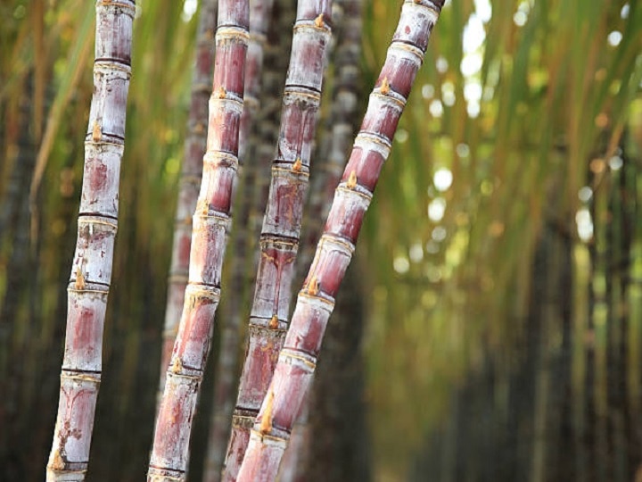 Sugarcane Farming: बरसात में कहीं बह न जाये गन्ने की मिठास, इस तरीके से करें पछेती फसल की देखभाल