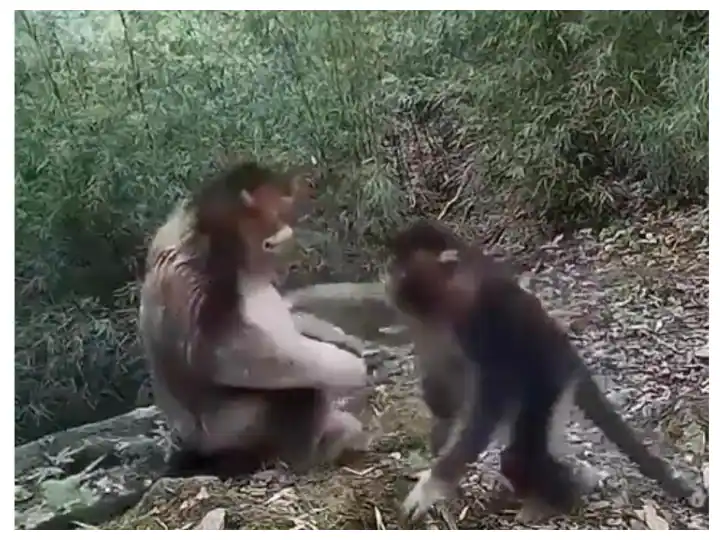 Watch Video: This lovely Hug of Two Monkeys is winning the hearts of users Watch Video : ਦੋ ਬਾਂਦਰ ਦਾ ਇਹ ਪਿਆਰਾ Hug  ਜਿੱਤ ਰਿਹਾ ਯੂਜ਼ਰਜ਼ ਦਾ ਦਿਲ