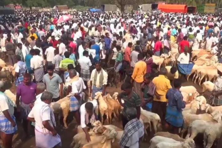 பக்ரீத் பண்டிகை.. பரபரவென விற்பனையான ஆடுகள்! சமயபுரம் ஆட்டு சந்தையில் ரூ.1½ கோடிக்கு  விற்பனை!