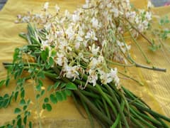 Herbal Farming: फल, फूल, बीज, पत्ती और छाल हर चीज बना देगी मालामाल, 10 साल तक लाखों का मुनाफा देगा ये औषधीय पेड़