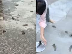 Telangana: Jagtial Witnesses 'Rain Of Animals' Phenomenon Amid Heavy Rainfall - Watch