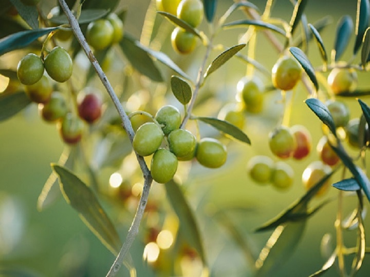 Olive Farming: जैतून की खेती करके निहाल होंगे किसान, हर साल होगी 10-15 लाख रुपये की आमदनी, यहां जानें कैसे