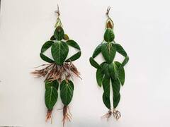 Sindhudurg : तळकोकणात निसर्गप्रेमींनी निसर्गाच्या सानिध्यात मिळणाऱ्या पाना फुलांपासून साकारला विठुराया