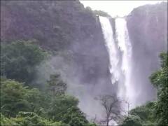 Sindhudurg : गर्द वनराई आणि दाट धुक्यातून वाट काढत 150 फुटांवरून फेसाळत कोसळणारा मांगेलीचा धबधबा प्रवाहित