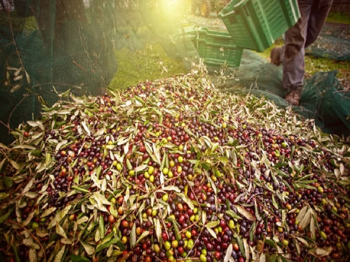 Olive Farming: जैतून की खेती करके निहाल होंगे किसान, हर साल होगी 10-15 लाख रुपये की आमदनी, यहां जानें कैसे