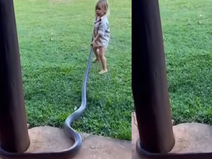 Video Of Australian little girl Playing with big cobra goes viral in instagram Watch Video: சரசரவென நீளமான பாம்பு... தர தரவென இழுத்து விளையாடிய குழந்தை! வைரல் வீடியோ..!