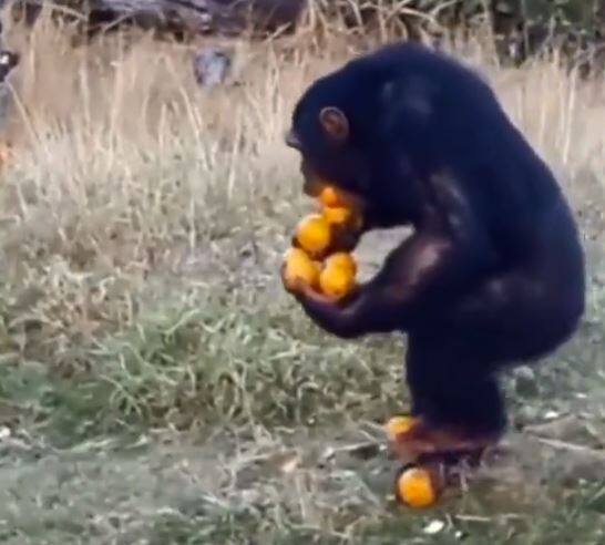 Watch: The video of this chimpanzee carrying fruits by pressing hands, feet and mouth is extremely funny. Watch: ਹੱਥ, ਪੈਰ, ਮੂੰਹ ਨਾਲ ਦਬਾ ਕੇ ਫਲ ਲੈ ਕੇ ਜਾਂਦੇ ਇਸ ਚਿੰਪੈਂਜ਼ੀ ਦੀ ਵੀਡੀਓ ਹੈ ਬੇਹੱਦ ਮਜ਼ੇਦਾਰ
