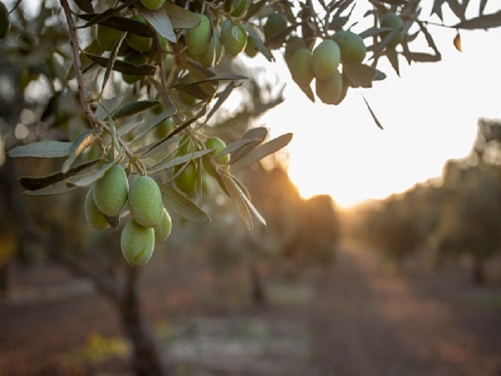 Olive Farming: जैतून की खेती करके निहाल होंगे किसान, हर साल होगी 10-15 लाख रुपये की आमदनी, यहां जानें कैसे