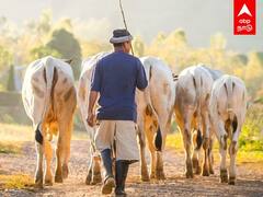 Govt Jobs: மாடு மேய்த்தால் அரசு வேலை - வெளியான புதிய அறிவிப்பு