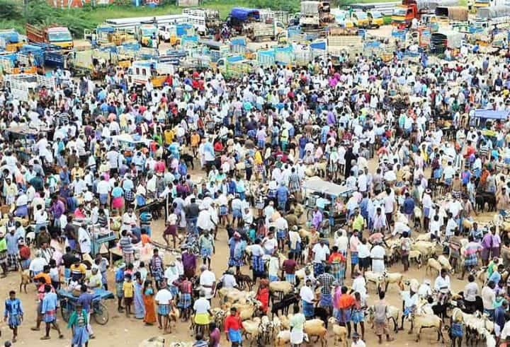 Goats were sold at Samayapuram goat market for Rs.1½ crore பக்ரீத் பண்டிகை.. பரபரவென விற்பனையான ஆடுகள்! சமயபுரம் ஆட்டு சந்தையில் ரூ.1½ கோடிக்கு  விற்பனை!