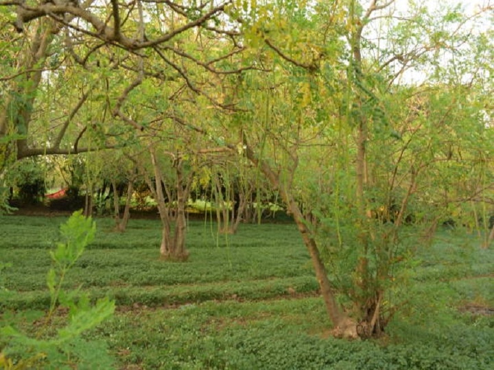 Herbal Farming: फल, फूल, बीज, पत्ती और छाल हर चीज बना देगी मालामाल, 10 साल तक लाखों का मुनाफा देगा ये औषधीय पेड़