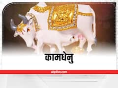 Vastu Tips: घर की मनहूसियत को करना है दूर, घर में लगाएं ये तस्वीरें