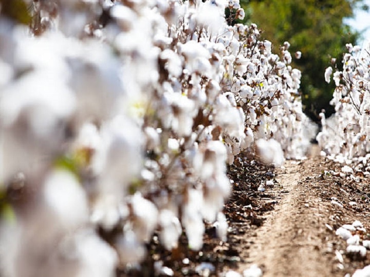 Cotton Farming: कपास की बुवाई से भूल मत जाना ये जरूरी काम, जानें जोखिम कम करने की खास तकनीक