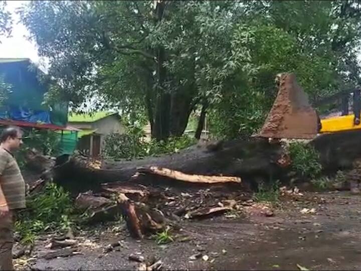 पोलादपूर तालुक्यातील उमरठ येथील कर्मभूमितील नरवीर तानाजी मालुसरे यांच्या स्मारक परिसरात सुमारे साडेतीनशे वर्षे पुरातन आंब्याचे झाड होते.