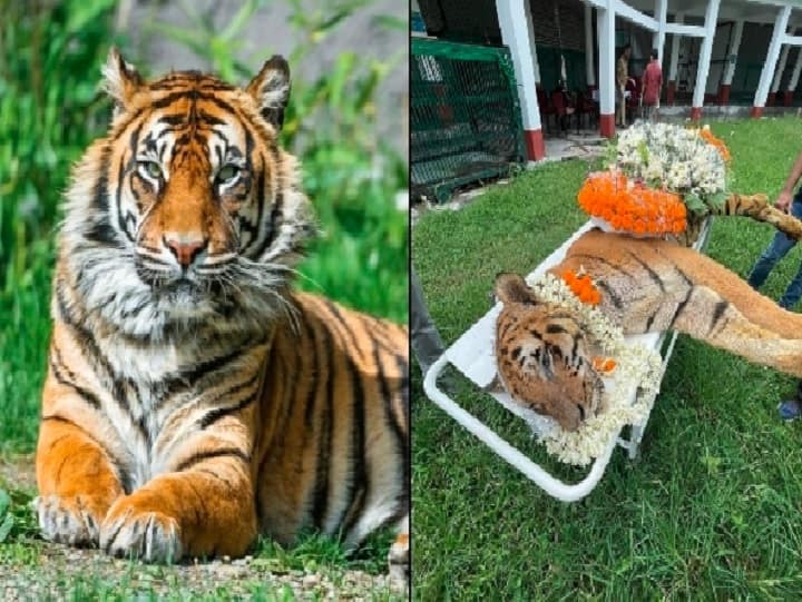 Raja One of India’s Oldest Tigers dies at 25 In North Bengal India’s Oldest Tiger Died: దేశంలోనే అతిపెద్ద రాయల్ బెంగాల్ టైగర్ మృతి- 'మిస్ యూ రాజా'
