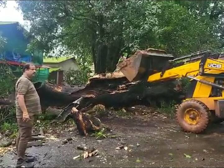 दरम्यान, पोलादपूर येथील नरवीर रेस्क्यू टीम मार्फत हे झाड बाजूला करण्यात आले .