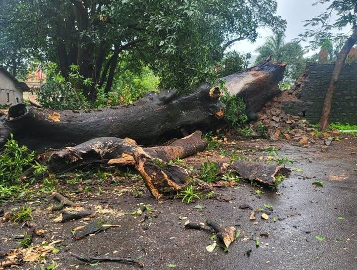 या आंब्याच्या ढोलीमध्ये मावळे हे तलवारी आणि हत्यारे लपवित असल्याची आख्यायिका सांगितली जाते.