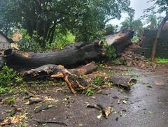 नरवीर तानाजी मालुसरे यांचा इतिहास सांगणारे साडेतीनशे वर्ष पुरातन वृक्ष कोसळले