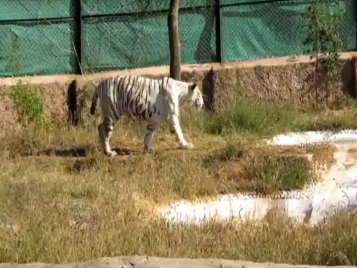 white tiger Chinu of Nahargarh Biological Park died after illness ann Rajasthan: नाहरगढ़ बायोलॉजिकल पार्क की शान वाइट टाइगर चीनू की मौत, बीते हफ्ते एकाएक बिगड़ी थी तबीयत