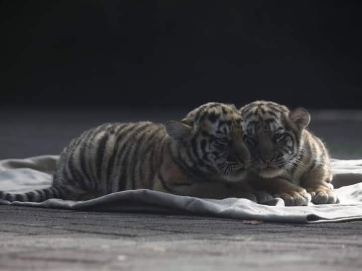 Ratapani Wildlife Sanctuary of MP 4 tigresses give birth to 11 cubs Here is Largest family of tigers ANN Raisen News: मध्य प्रदेश के इस अभ्यारण्य में रहता है बाघों का सबसे बड़ा परिवार, जानिए इसकी गुफाओं का रहस्य