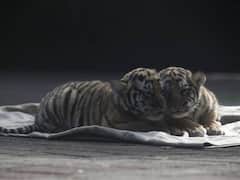 Raisen News: मध्य प्रदेश के इस अभ्यारण्य में रहता है बाघों का सबसे बड़ा परिवार, जानिए इसकी गुफाओं का रहस्य