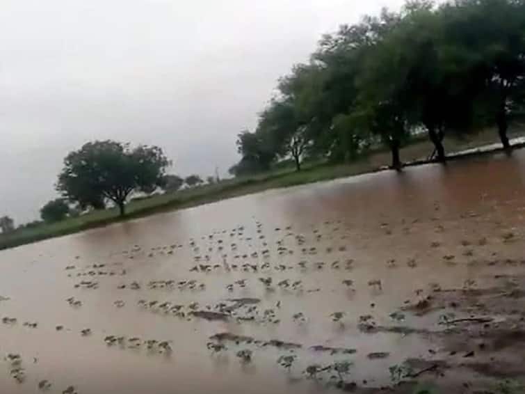 Dhule Rain News Continuous rains in Dhule district, relief to farmers Dhule Rain : धुळे जिल्ह्यात पावसाची संततधार, शेतकऱ्यांना दिलासा, दुबार पेरणीचं संकट टळलं