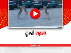 Watch: बीच सड़क हुई दो खरगोशों की कुश्ती, आप भी देखिए बिना टिकट