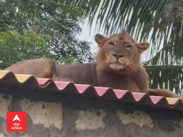 Lion Video from Alidar village in Kodinar taluka of Gir Somnath district goes viral Lion  : ગીરથી સેંડકો કિલોમીટર દૂર કોડીનારમાં દેખાયો સિંહ, ઓરડીના છાપરા પર ફરમાવ્યો આરામ, જુઓ Video