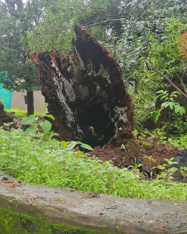 रायगड जिल्ह्यातील पोलादपूर , महाड, माणगाव, पनवेल , पेण , मुरुड तालुक्यातील रहिवाशांचे स्थलांतरण केले आहे.