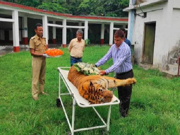 Tiger Raja : உயிரிழந்தது, நீண்ட நாள் உயிர் வாழ்ந்த புலி ராஜா.. மக்களின் அன்புக்கண்ணீர் சொல்லும் கதை..