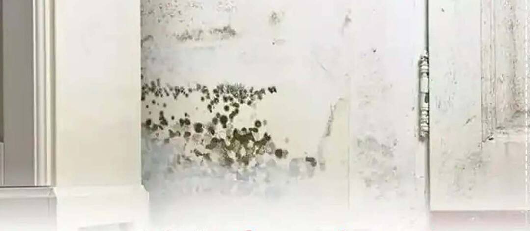 Tips For Damp Wall : ਇਹ ਟ੍ਰਿਕ ਤੁਹਾਡੇ ਘਰ ਨੂੰ ਸੀਲਨ ਤੋਂ ਬਚਾਉਣ 'ਚ ਕਰੇਗੀ ਮਦਦ, ਅਪਣਾਉਣ ਵਿੱਚ ਹੈ ਆਸਾਨ Tips For Damp Wall: This Trick Will Help Protect Your Home From Sealing, Easy To Apply Tips For Damp Wall : ਇਹ ਟ੍ਰਿਕ ਤੁਹਾਡੇ ਘਰ ਨੂੰ ਸੀਲਨ ਤੋਂ ਬਚਾਉਣ 'ਚ ਕਰੇਗੀ ਮਦਦ, ਅਪਣਾਉਣ ਵਿੱਚ ਹੈ ਆਸਾਨ