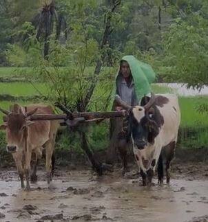राज्यात जोरदार पाऊस, शेतीच्या कामांना वेग